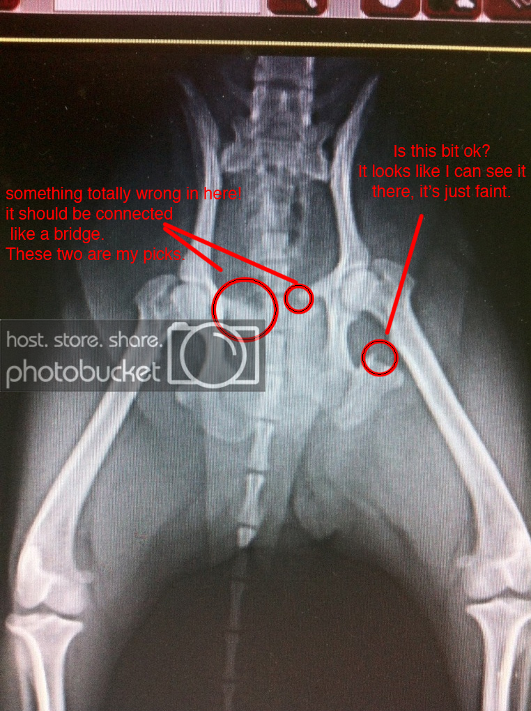 hips_guess.png
