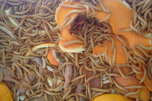 mealworms1.jpg