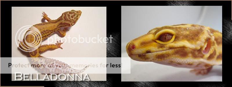 Belladonna.jpg