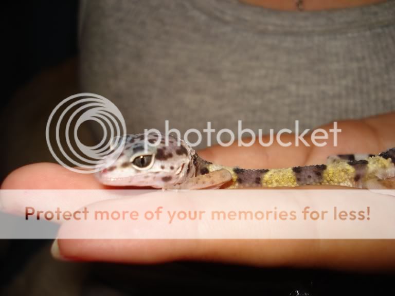gecko038.jpg