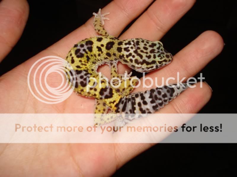 gecko927.jpg