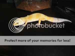 gecko1.jpg