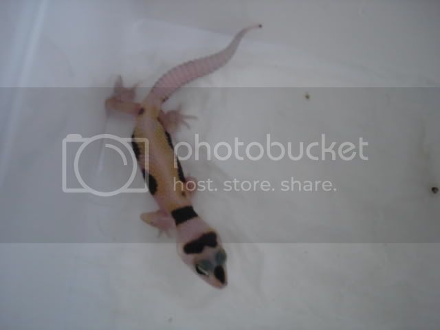 EnigmahettremperXRaptoruitgebroe-1.jpg