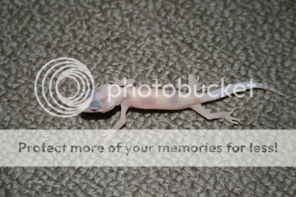 Geckos032.jpg