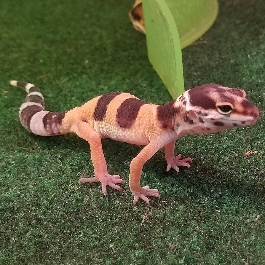 geckotime.com