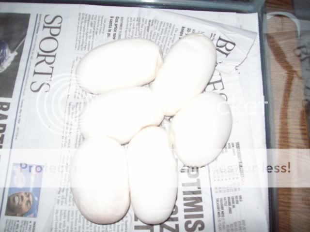 Eggs032.jpg