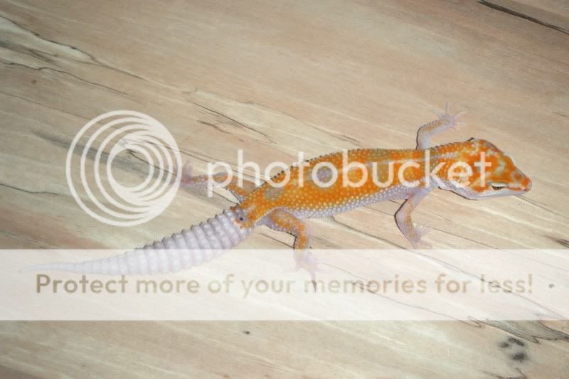 DSCF1639.jpg