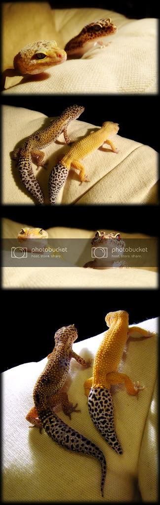 geckos.jpg