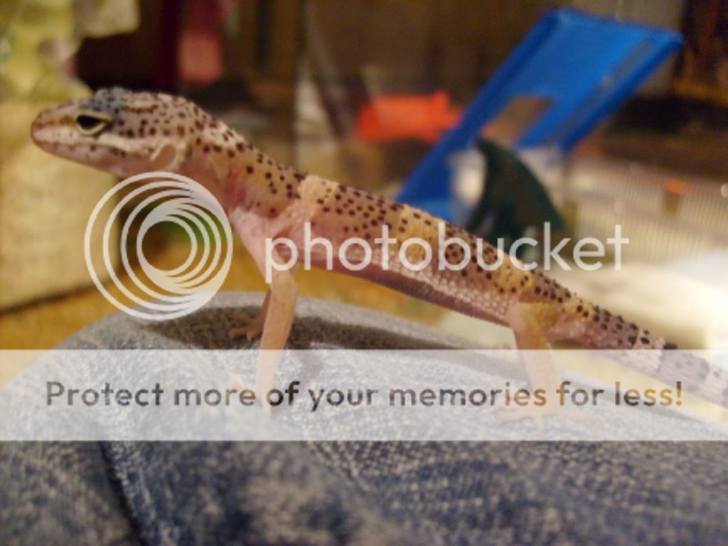 leopardgeckostorms017.jpg