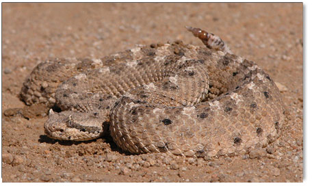 sidewinder.jpg