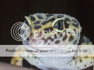 geckos1030.jpg