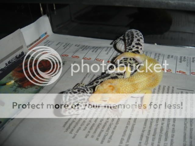 leopards037.jpg