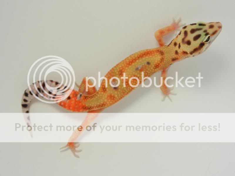 GeckosAugust2011001.jpg