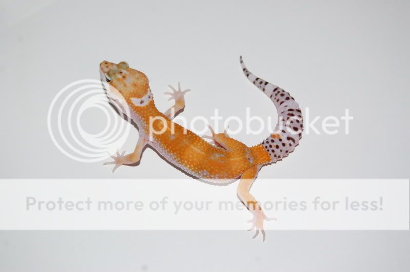 DSC_1271.jpg