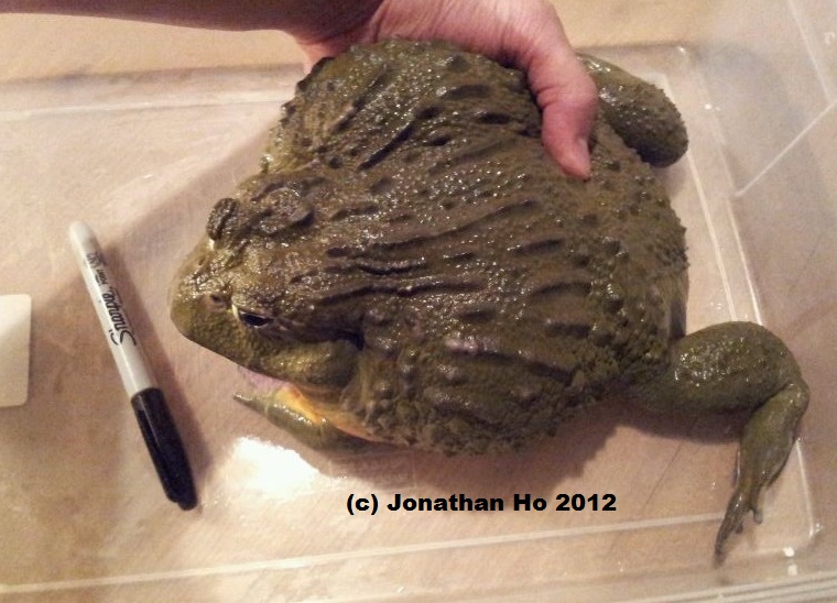 431mr.ribbit12-12-12.jpg