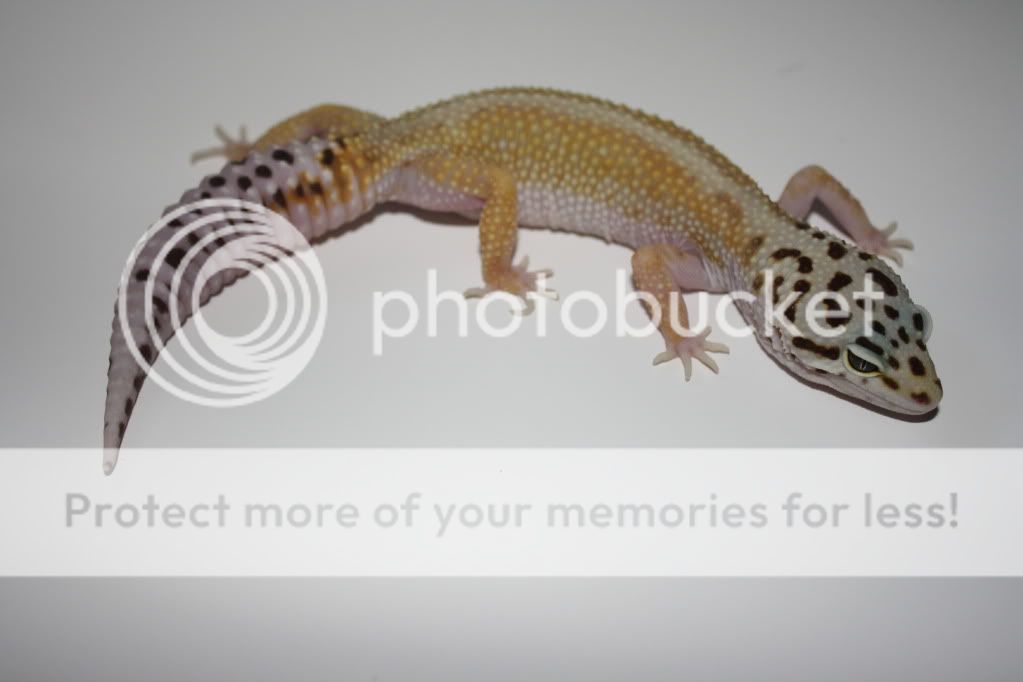 Geckos059.jpg