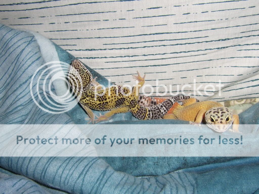 Geckos145.jpg