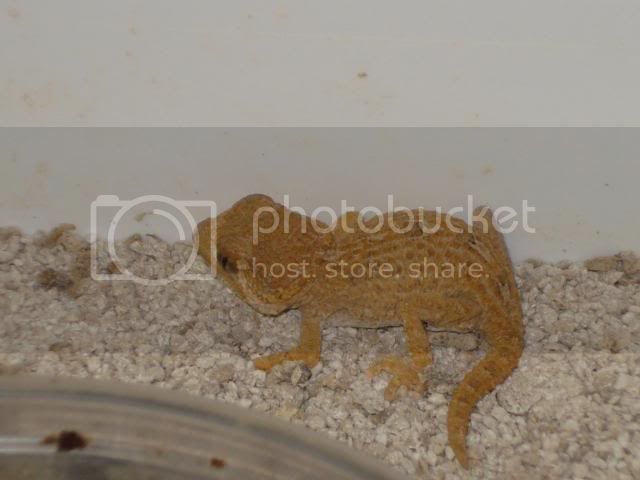 geckoniaenparoedura023.jpg