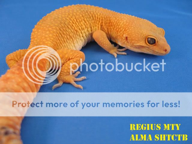 GeckosCol.jpg