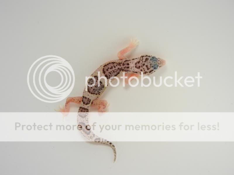 GeckosMay2011061.jpg
