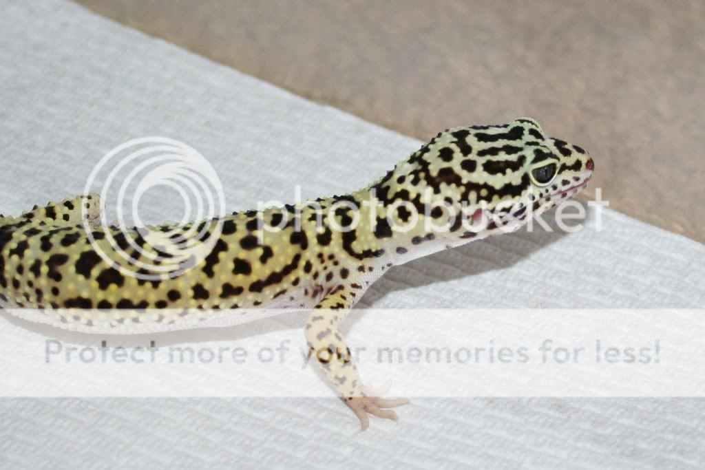 newgeckosAM429019-1.jpg