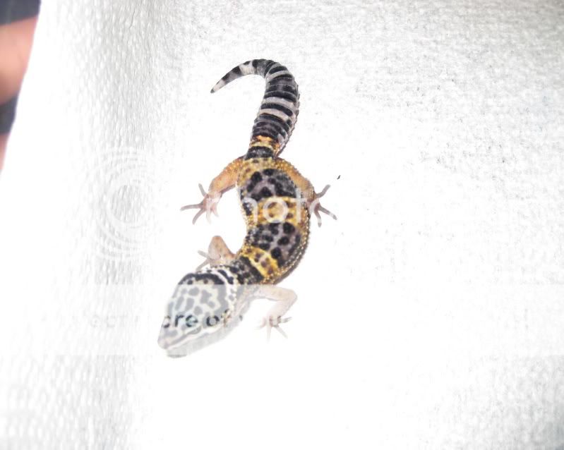kidsandpets09049.jpg