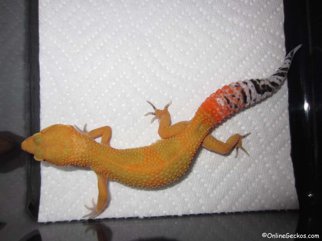 super hypo tangerine carrot tail leopard gecko