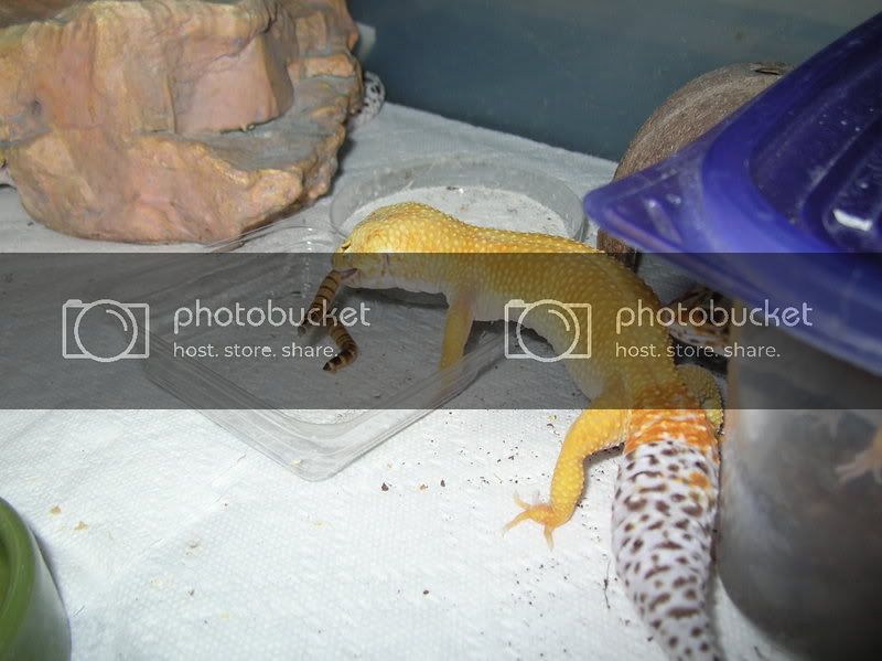 DSCN3508.jpg