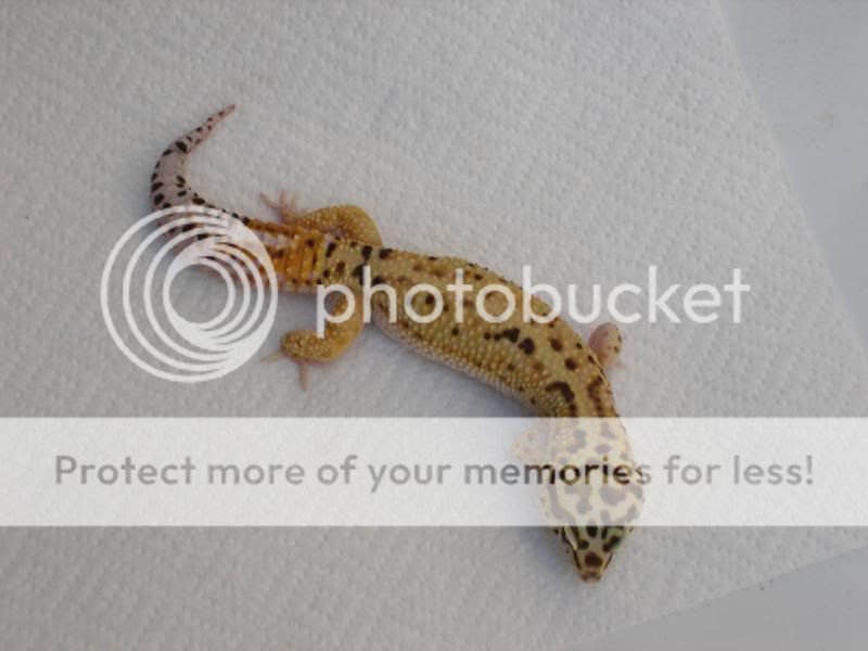 geckos055.jpg