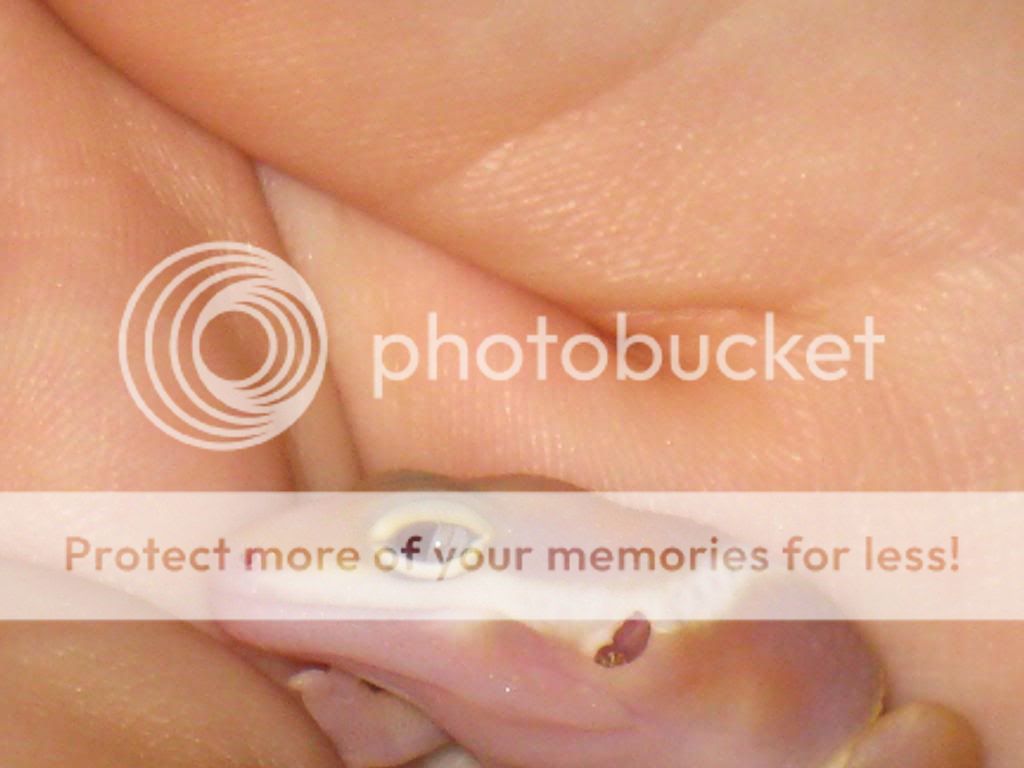 GECKOS031.jpg