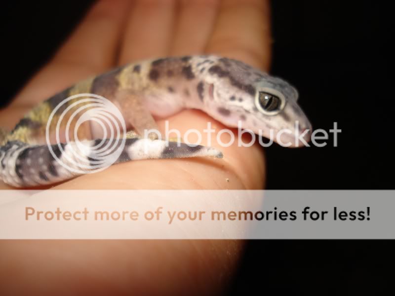 gecko124.jpg