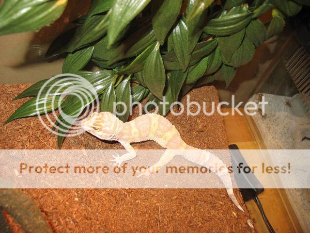 gecko2.jpg