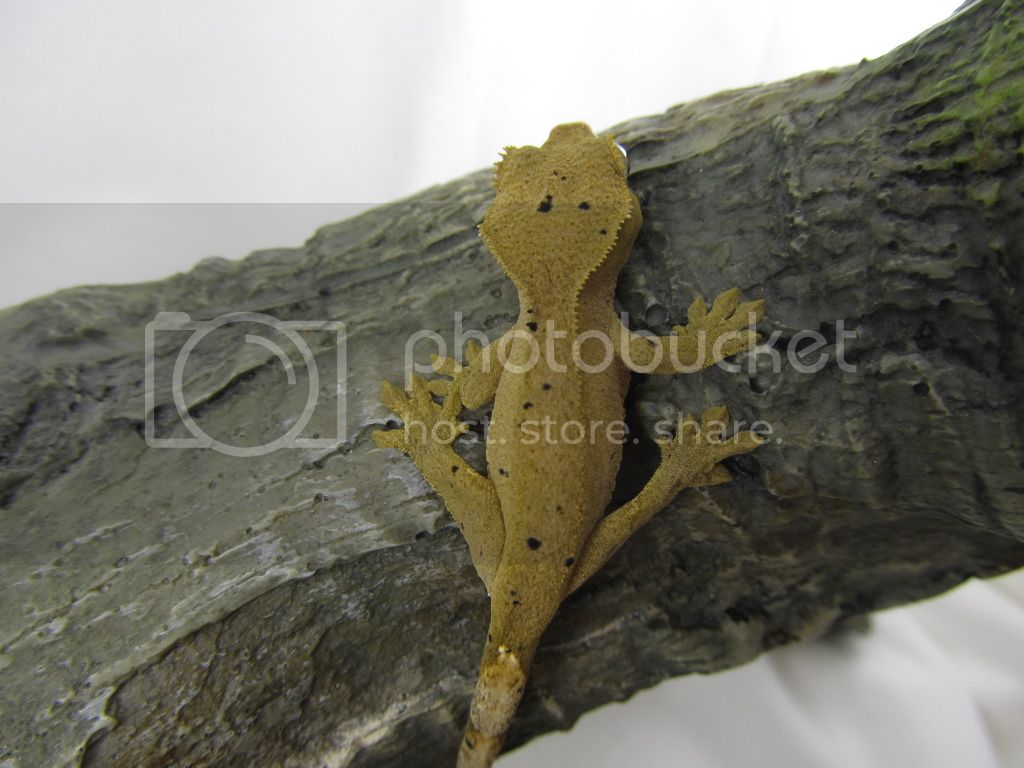 geck031.jpg