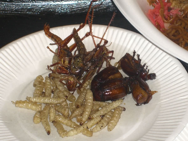 bug_food2_600.jpg