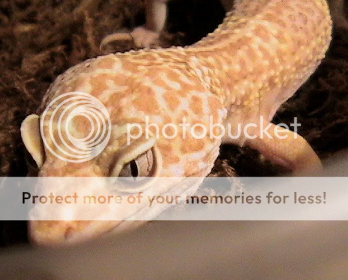 leopardgeckos-09.jpg