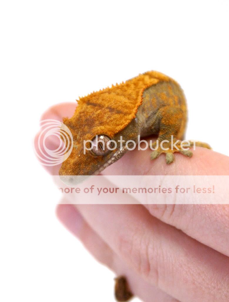 mrcrestie_hand3.jpg