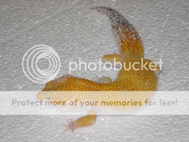 vincentduimenfotosgroepen006.jpg