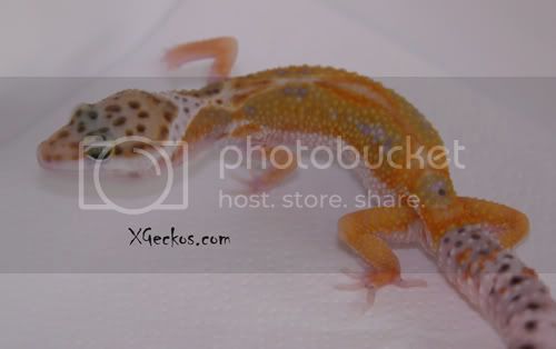 IMG_3012eletout.jpg