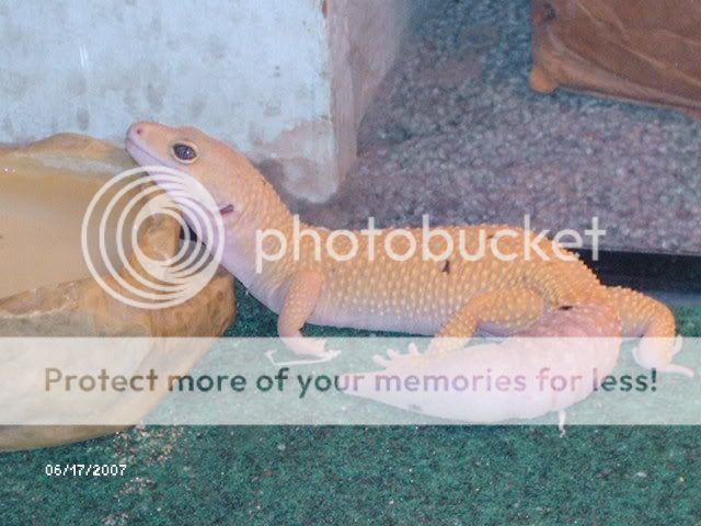 Geckosjune17012.jpg