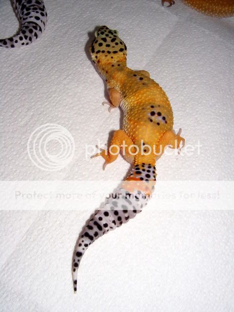 geckos008.jpg