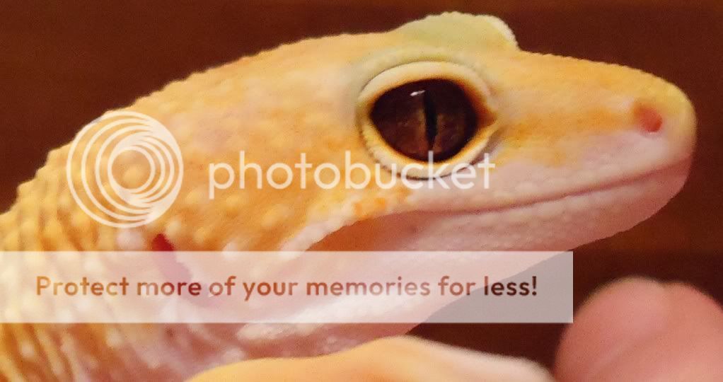 Or.jpg