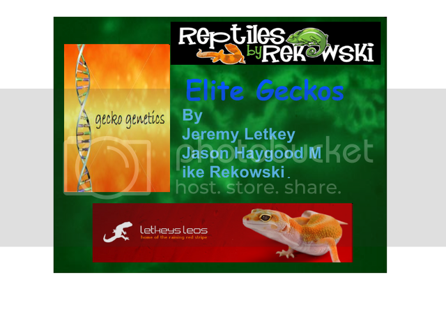 Elitegeckos.png