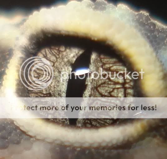 gecko666.jpg