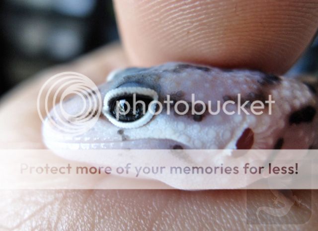 macksnow_marbleeye4_pb.jpg