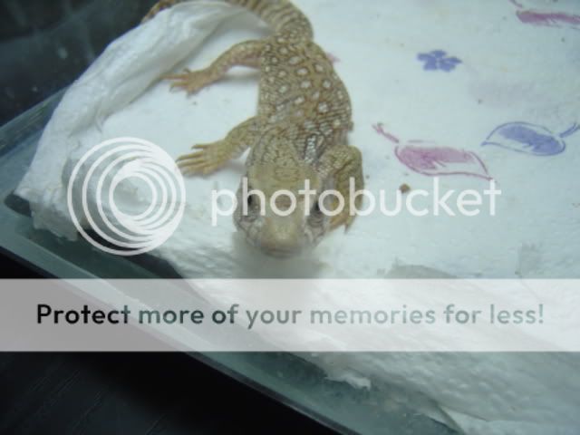 DSC03297.jpg