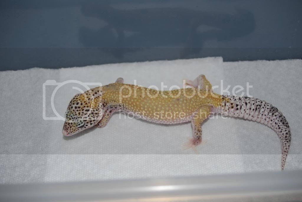 3-7-09TopShelfGeckos107.jpg