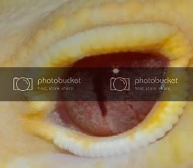 geckos00301131.jpg