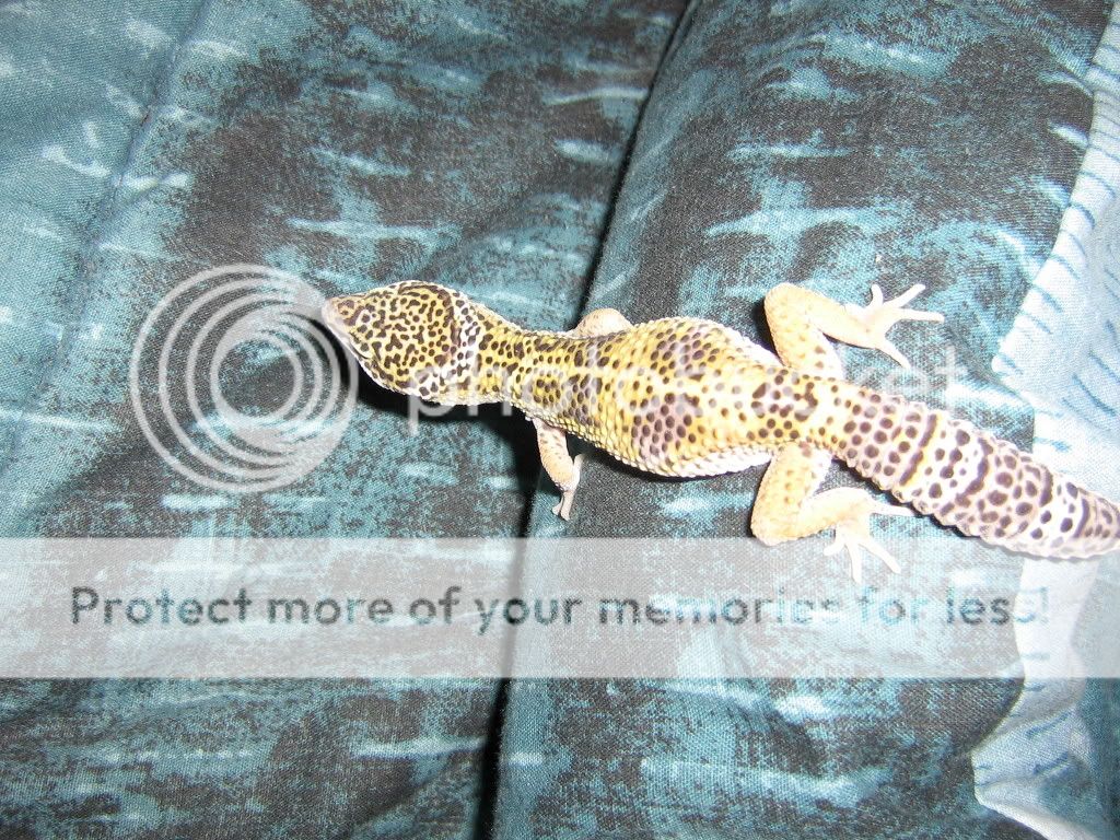 Geckos146.jpg