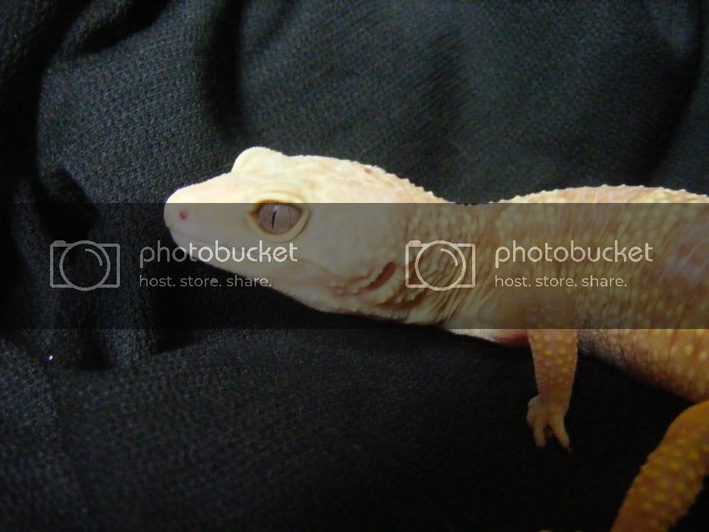 Geckos7-17-08099.jpg