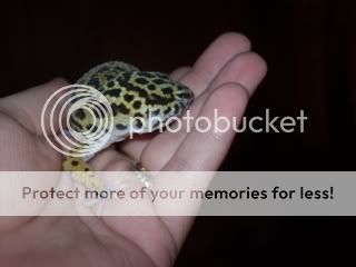 geckos4045.jpg